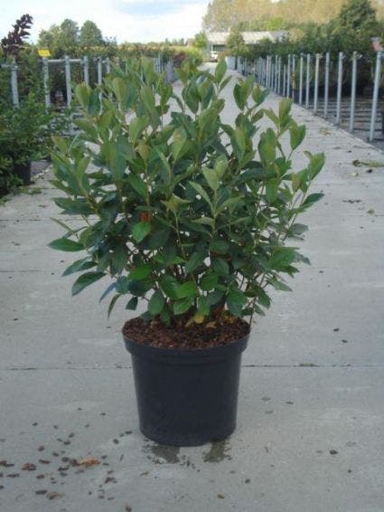  Appelbes (Aronia Melanocarpa)