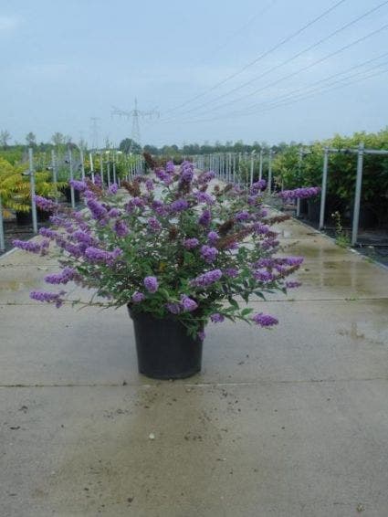  Vlinderstruik (Buddleja 'Blue Chip')