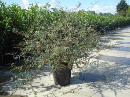  Vlinderstruik (Buddleja Davidii 'Nanho Blue')