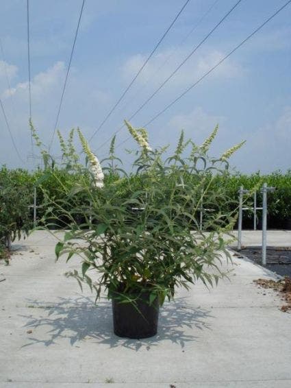  Vlinderstruik (Buddleja Davidii 'White Profusion')