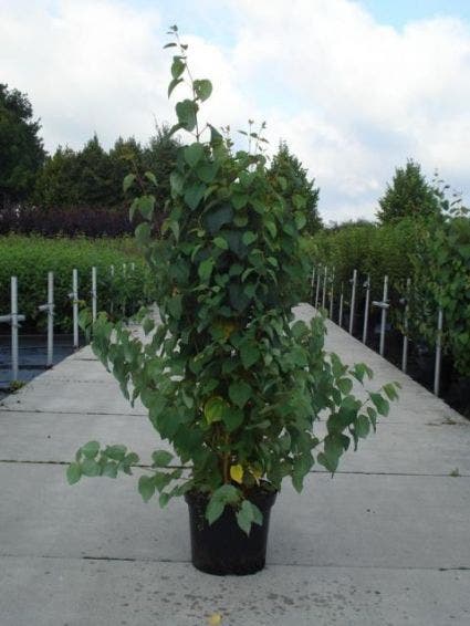  Katsoera Als Struik (Cercidiphyllum Japonicum)