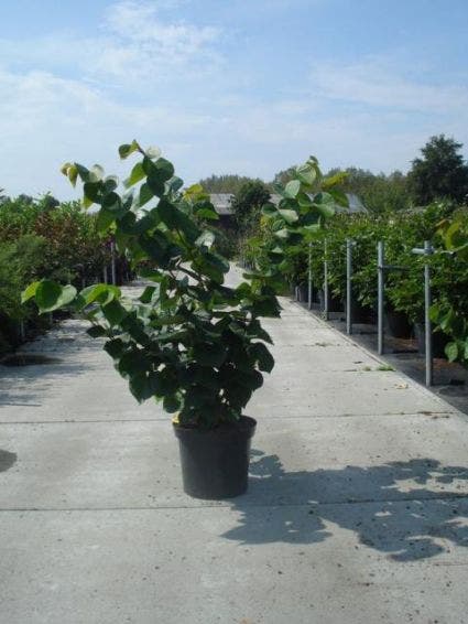  Chinese Judasboom (Cercis Chinensis 'Avondale')