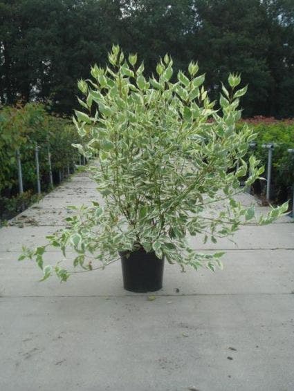  Bonte Kornoelje (Cornus Alba 'Elegantissima')