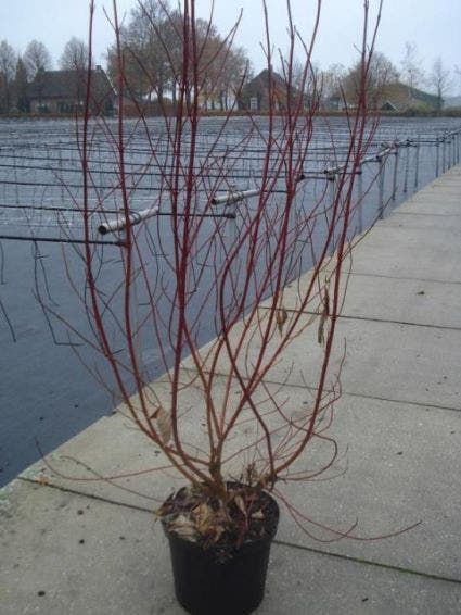  Bonte Kornoelje (Cornus Alba 'Elegantissima')