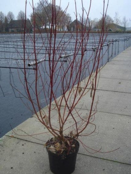  Bonte Kornoelje (Cornus Alba 'Elegantissima')