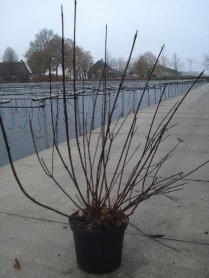  Kornoelje (Cornus Alba 'Kesselringii')