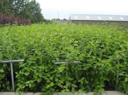  Kornoelje (Cornus Alba 'Sibirica')