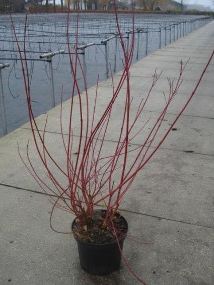  Kornoelje (Cornus Alba 'Sibirica')