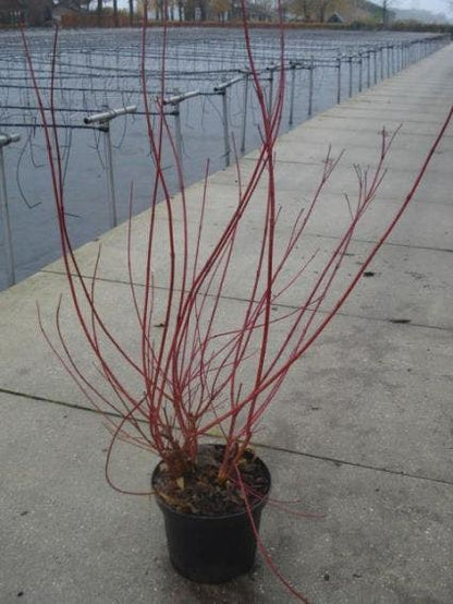  Kornoelje (Cornus Alba 'Sibirica')