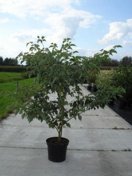  Reuzenkornoelje (Cornus Controversa 'Variegata')