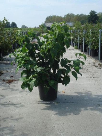  Amerikaanse Kornoelje (Cornus Florida 'Rubra')