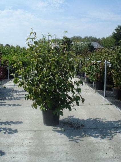  Kornoelje (Cornus Kousa Chinensis)