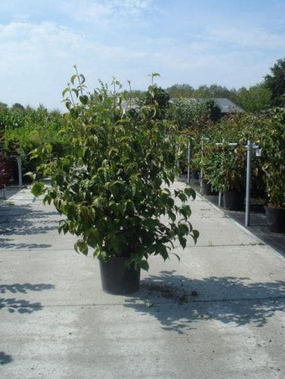  Kornoelje (Cornus Kousa Chinensis)