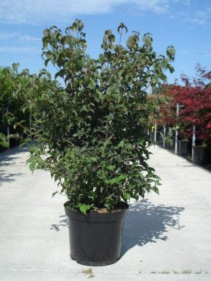  Japanse Kornoelje (Cornus Kousa)