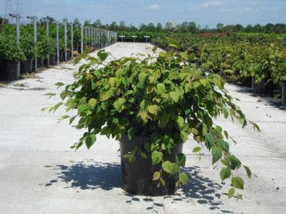  Schijnhazelaar (Corylopsis Pauciflora)