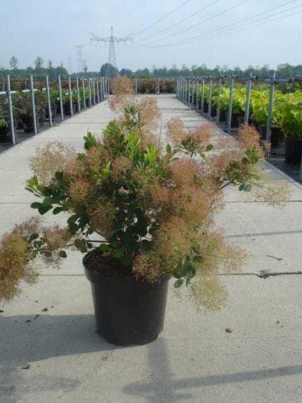  Pruikenboom (Cotinus Coggygria 'Young Lady')