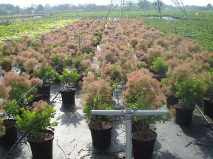  Pruikenboom (Cotinus Coggygria 'Young Lady')