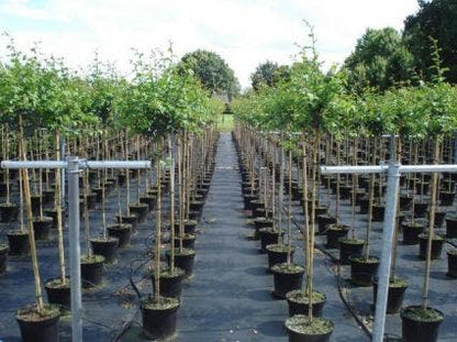  Rode Meidoorn (Crataegus Laevigata 'Paul's Scarlet')