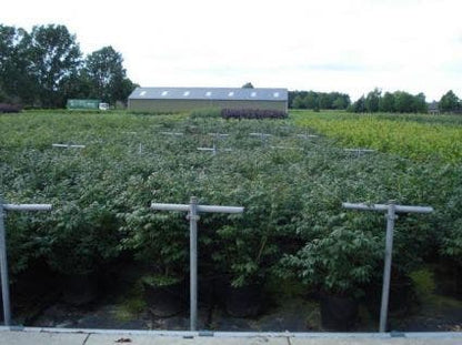  Kardinaalshoed (Euonymus Alatus 'Compactus')