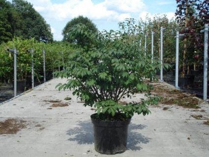  Kardinaalshoed (Euonymus Alatus 'Compactus')
