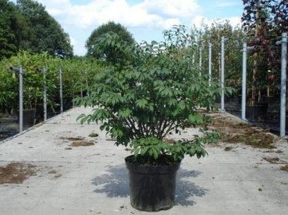  Kardinaalshoed (Euonymus Alatus 'Compactus')