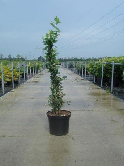  Exochorda (Exochorda Macrantha 'The Bride')