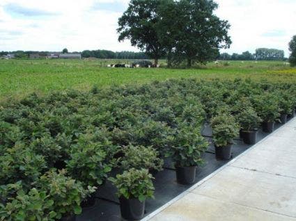  Flessenborstelstruik (Fothergilla Major)
