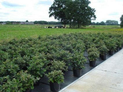  Flessenborstelstruik (Fothergilla Major)