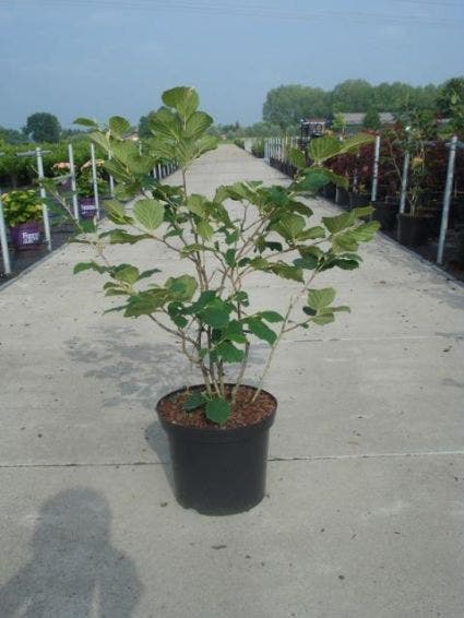  Toverhazelaar (Hamamelis Intermedia 'Diane')