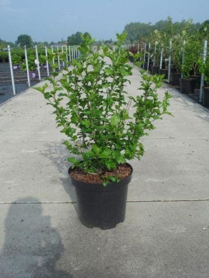  Altheastruik (Hibiscus Syriacus 'Oiseau Bleu')