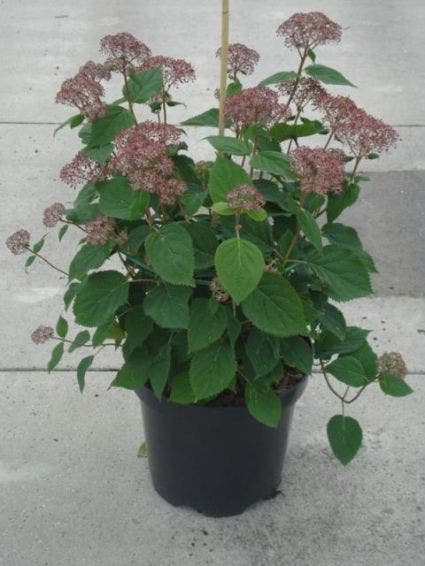  Hortensia (Hydrangea 'Pink Annabelle')