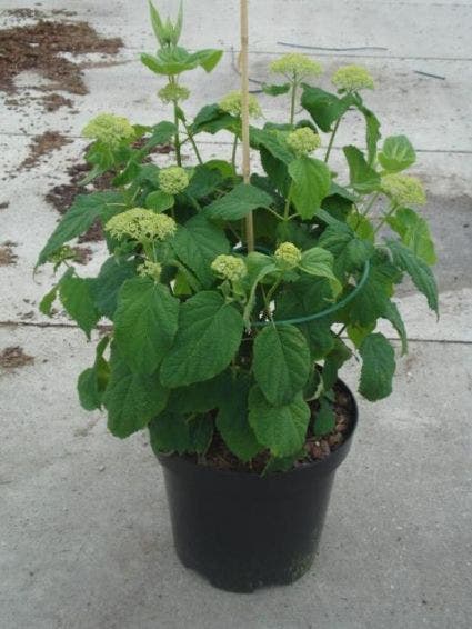  Hortensia (Hydrangea 'Strong Annabelle')