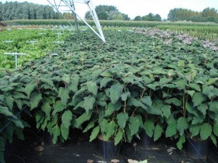  Fluweelhortensia (Hydrangea Aspera 'Macrophylla')