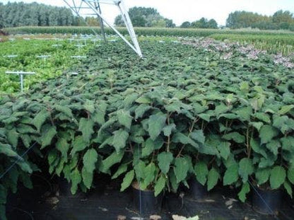  Fluweelhortensia (Hydrangea Aspera 'Macrophylla')