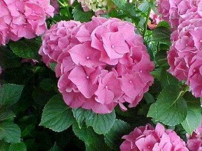  Hortensia Roze (Hydrangea 'Forever&Ever' Pink)