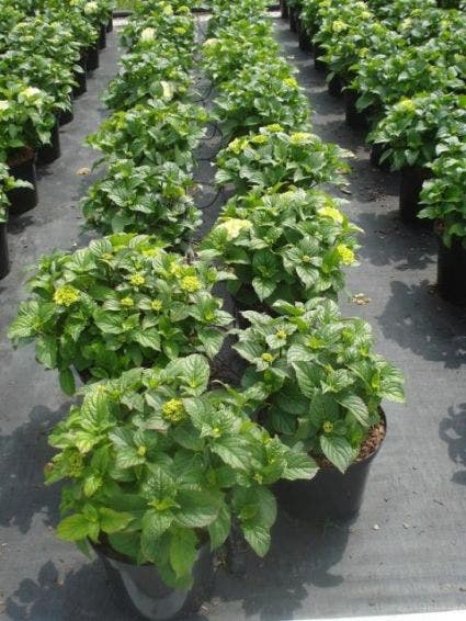  Hortensia (Hydrangea Macrophylla 'Madame Emile Mouilere')