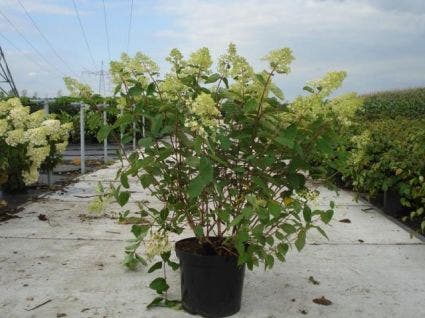  Hortensia (Hydrangea Paniculata 'Grandiflora')