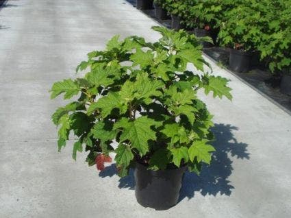  Eikenbladhortensia (Hydrangea Quercifolia 'Snow Queen')