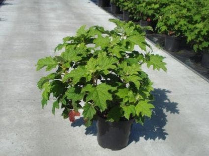  Eikenbladhortensia (Hydrangea Quercifolia 'Snow Queen')