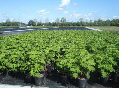  Eikenbladhortensia (Hydrangea Quercifolia 'Snow Queen')