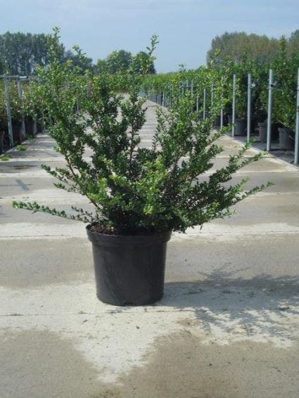  Chinese Hulst (Ilex Crenata 'Convexa')