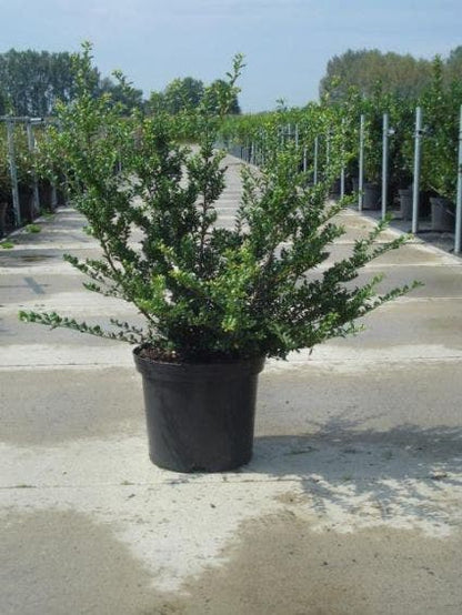  Chinese Hulst (Ilex Crenata 'Convexa')