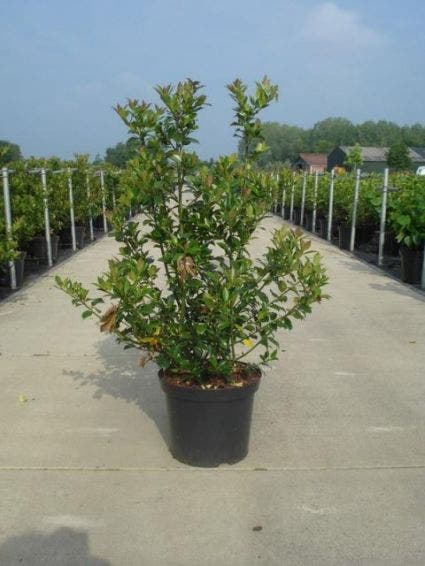  Blauwe Hulst (Ilex Meserveae 'Blue Angel')