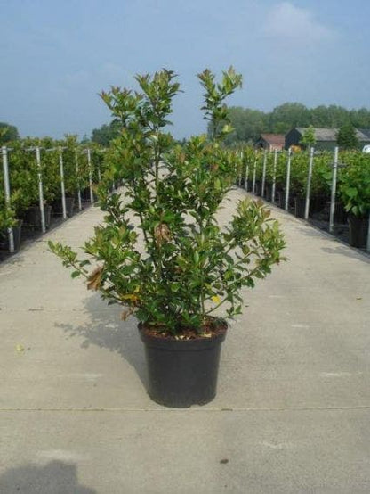  Blauwe Hulst (Ilex Meserveae 'Blue Angel')