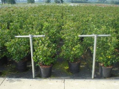  Blauwe Hulst (Ilex Meserveae 'Blue Angel')