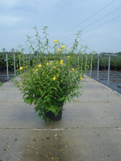  Ranonkelstruik (Kerria Japonica 'Pleniflora')