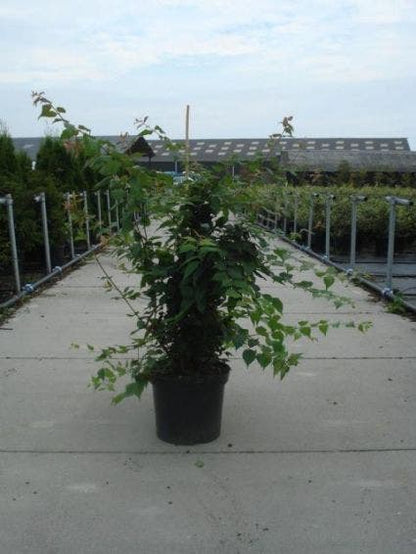  Kolkwitzia (Kolkwitzia Amabilis 'Pink Cloud')