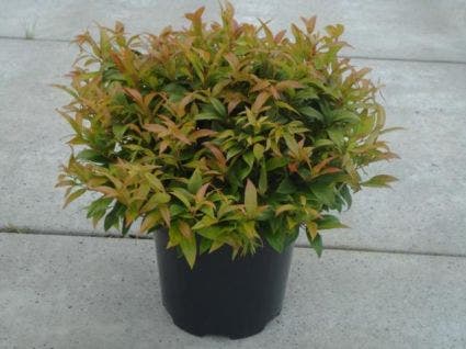  Druifheide (Leucothoe 'Zeblid')