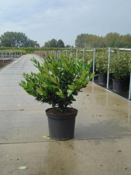  Liguster (Ligustrum Lucidum)