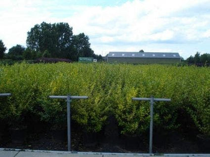  Liguster (Ligustrum Ovalifolium 'Aureum')